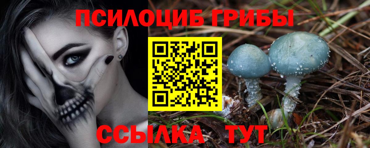 Галлюциногенные грибы Psilocybine cubensis Вязники